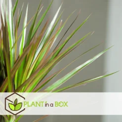 Dracaena Marginata - Set Van 2 - Drakenbloedboom - Pot 17cm - Hoogte 70-80cm -Exporteren Tuin Verge Winkel 1000043699 0102