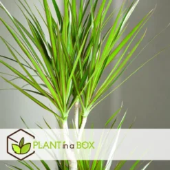 Dracaena Marginata - Set Van 2 - Drakenbloedboom - Pot 17cm - Hoogte 70-80cm -Exporteren Tuin Verge Winkel 1000043699 0103