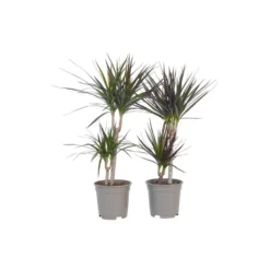Dracaena Marginata - Set Van 2 - Drakenbloedboom - Pot 17cm - Hoogte 70-80cm