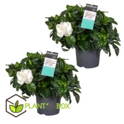 Gardenia Jasminoides - Set Van 2 - Pot 13cm - Hoogte 20-30cm -Exporteren Tuin Verge Winkel 1000043700 0102