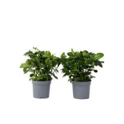 Gardenia Jasminoides - Set Van 2 - Pot 13cm - Hoogte 20-30cm