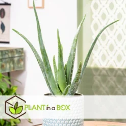 Aloë Vera - Set Van 2 - Succulent - Pot 10,5cm - Hoogte 25-40cm -Exporteren Tuin Verge Winkel 1000043701 0102