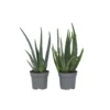 Aloë Vera - Set Van 2 - Succulent - Pot 10,5cm - Hoogte 25-40cm