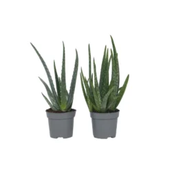 Aloë Vera - Set Van 2 - Succulent - Pot 10,5cm - Hoogte 25-40cm