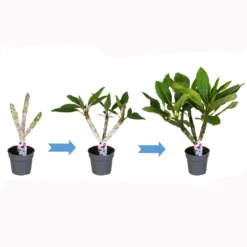 Plumeria Frangipani - Set Van 2 - Plumeria Hawaii - Pot 17cm - Hoogte 55-70cm -Exporteren Tuin Verge Winkel 1000043703 0103