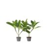 Plumeria Frangipani - Set Van 2 - Plumeria Hawaii - Pot 17cm - Hoogte 55-70cm