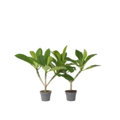 Plumeria Frangipani - Set Van 2 - Plumeria Hawaii - Pot 17cm - Hoogte 55-70cm