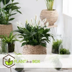 Spathiphyllum Lima - Set Van 4 - Lepelplant - Pot 17cm - Hoogte 60-75cm -Exporteren Tuin Verge Winkel 1000043704 0102
