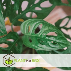 Monstera Monkey-Mask - Set Van 2 - Pot 12cm - Hoogte 20-30cm -Exporteren Tuin Verge Winkel 1000043706 0102