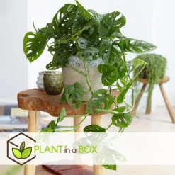 Monstera Monkey-Mask - Set Van 2 - Pot 12cm - Hoogte 20-30cm -Exporteren Tuin Verge Winkel 1000043706 0103