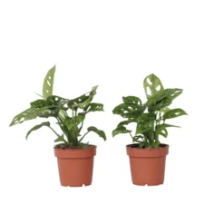 Monstera Monkey-Mask - Set Van 2 - Pot 12cm - Hoogte 20-30cm