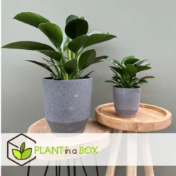 Philodendron Green Princess - Set Van 2 - Pot 12cm - Hoogte 20-30cm -Exporteren Tuin Verge Winkel 1000043707 0102
