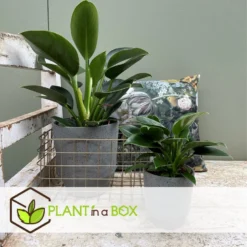 Philodendron Green Princess - Set Van 2 - Pot 12cm - Hoogte 20-30cm -Exporteren Tuin Verge Winkel 1000043707 0103