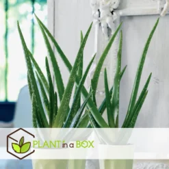 Aloë Vera - Set Van 6 - Succulent - Pot 10,5cm - Hoogte 25-40cm -Exporteren Tuin Verge Winkel 1000043708 0103