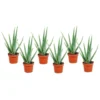 Aloë Vera - Set Van 6 - Succulent - Pot 10,5cm - Hoogte 25-40cm