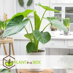 Alocasia Macrorrhiza - "Olifantsoor" - Pot 17cm - Hoogte 60-70cm -Exporteren Tuin Verge Winkel 1000043709 0103