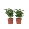 Coffea Arabica - Koffieplant - Set Van 4 - Pot 12cm - Hoogte 25-40cm
