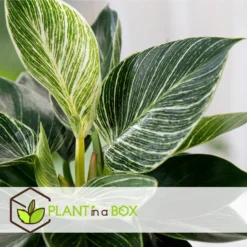 Philodendron 'White Wave' - Set Van 2 - Pot 12cm - Hoogte 20-30cm -Exporteren Tuin Verge Winkel 1000043711 0103