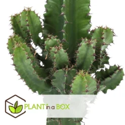 Euphorbia Eritrea - Set Van 2 - Cowboy Cactus - Pot 17cm - Hoogte 50-60cm -Exporteren Tuin Verge Winkel 1000043712 0102