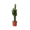 Euphorbia Eritrea - Set Van 2 - Cowboy Cactus - Pot 17cm - Hoogte 50-60cm