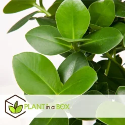 Clusia Rosea Princess - Pot 17cm - Hoogte 50-60cm -Exporteren Tuin Verge Winkel 1000043713 0103