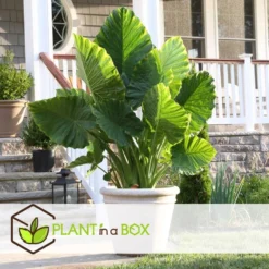Alocasia Macrorrhiza - Set Van 4 - "Olifantsoor" - Pot 17cm - Hoogte 60-70cm -Exporteren Tuin Verge Winkel 1000043827 0102