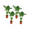 Alocasia Macrorrhiza - Set Van 4 - "Olifantsoor" - Pot 17cm - Hoogte 60-70cm