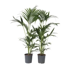 Kentia Palm - Set Van 2 - Howea Forsteriana - Pot 18cm - Hoogte 90-100cm