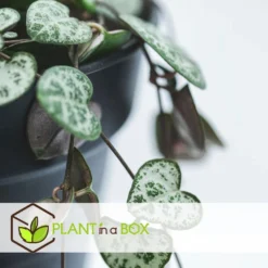 Ceropegia Woodii - Set Van 2 - Lantaarnplantje - Pot 14cm - Hoogte 10-20cm -Exporteren Tuin Verge Winkel 1000043829 0103