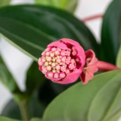 Medinilla Magnifica 'Flamenco' – Trosbloem – ⌀17 Cm - ↕50-60 Cm -Exporteren Tuin Verge Winkel 1000045243 0102
