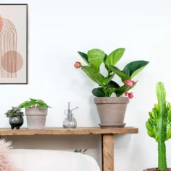 Medinilla Magnifica 'Flamenco' – Trosbloem – ⌀17 Cm - ↕50-60 Cm -Exporteren Tuin Verge Winkel 1000045243 0103