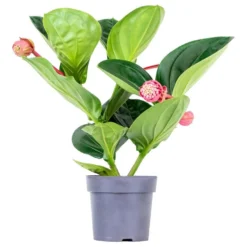 Medinilla Magnifica 'Flamenco' – Trosbloem – ⌀17 Cm - ↕50-60 Cm