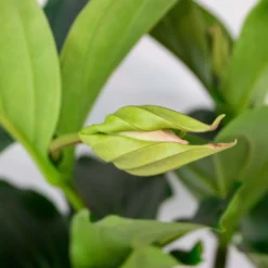 Medinilla Magnifica – Trosbloem – ⌀17 Cm - ↕50-60 Cm -Exporteren Tuin Verge Winkel 1000045244 0102