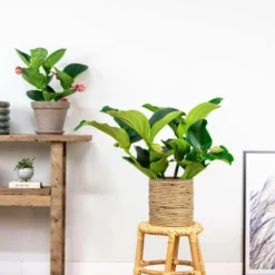 Medinilla Magnifica – Trosbloem – ⌀17 Cm - ↕50-60 Cm -Exporteren Tuin Verge Winkel 1000045244 0103