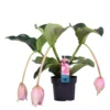 Medinilla Magnifica – Trosbloem – ⌀17 Cm - ↕50-60 Cm