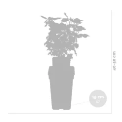 Ribes Rubrum 'Jonkheer Van Tets'– Aalbes – ⌀19 Cm - ↕40-50 Cm 6 Ribes Rubrum 'Jonkheer Van Tets'– Aalbes – ⌀19 Cm - ↕40-50 Cm -Exporteren Tuin Verge Winkel 1000045248 0102