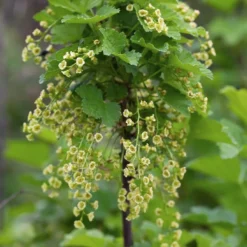 Ribes Rubrum 'Jonkheer Van Tets'– Aalbes – ⌀19 Cm - ↕40-50 Cm 7 Ribes Rubrum 'Jonkheer Van Tets'– Aalbes – ⌀19 Cm - ↕40-50 Cm -Exporteren Tuin Verge Winkel 1000045248 0103