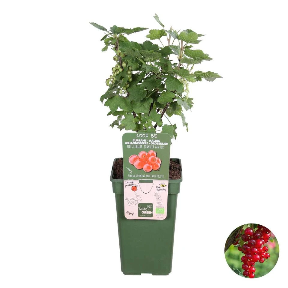 Ribes Rubrum 'Jonkheer Van Tets'– Aalbes – ⌀19 Cm - ↕40-50 Cm 1 Ribes Rubrum 'Jonkheer Van Tets'– Aalbes – ⌀19 Cm - ↕40-50 Cm