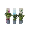 Hortensia Teller - Mix Van 3 - Tuinhortensia - Pot 9cm - Hoogte 25-40cm