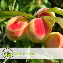 Prunus Bonanza - Set Van 2 - Dwerg Perzikboom - Pot 14cm - Hoogte 60-70cm -Exporteren Tuin Verge Winkel 1000046144 0102