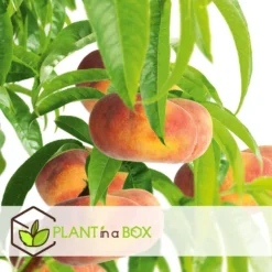 Prunus Persica 'Saturne' - Perzikboom - Fruitboom - Pot 15 Cm - Hoogte 60-70cm -Exporteren Tuin Verge Winkel 1000046145 0103