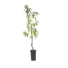 Prunus Persica 'Saturne' - Perzikboom - Fruitboom - Pot 15 Cm - Hoogte 60-70cm