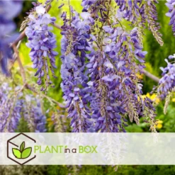 Wisteria Sinensis - Set Van 6 - Wisteria Blauwe Regen - Pot 9cm - Hoogte 25-40cm -Exporteren Tuin Verge Winkel 1000046152 0102