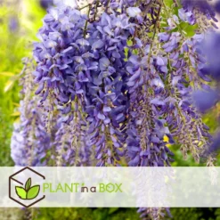 Wisteria Sinensis - Set Van 6 - Wisteria Blauwe Regen - Pot 9cm - Hoogte 25-40cm -Exporteren Tuin Verge Winkel 1000046152 0103