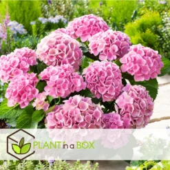 Hydrangea Macrophylla - Roze - Set Van 3 - Hortensia - Pot 9cm - Hoogte 25-40cm -Exporteren Tuin Verge Winkel 1000046153 0102