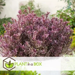 Hebe Pinguifolia - Mix Van 6 - Struikveronica - Pot 10.5cm - Hoogte 15-20cm -Exporteren Tuin Verge Winkel 1000046154 0102