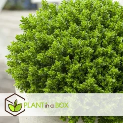 Hebe Pinguifolia - Mix Van 6 - Struikveronica - Pot 10.5cm - Hoogte 15-20cm -Exporteren Tuin Verge Winkel 1000046154 0103