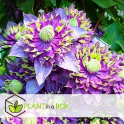 Clematis Taiga - Set Van 4 - Winterharde Klimplanten - Pot 9cm - Hoogte 25-40cm -Exporteren Tuin Verge Winkel 1000046157 0102