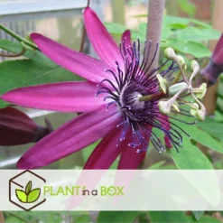 Passiflora - Mix Van 6 - Klimplant - Pot 9cm - Hoogte 25-40cm -Exporteren Tuin Verge Winkel 1000046160 0102