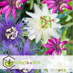 Passiflora - Mix Van 6 - Klimplant - Pot 9cm - Hoogte 25-40cm -Exporteren Tuin Verge Winkel 1000046160 0103